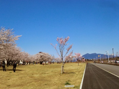 筑波山と桜♪
