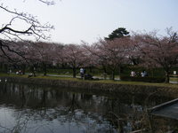 山形の桜＆つくばベンチャー花見のお知らせ