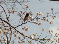 ヒヨドリ×桜
