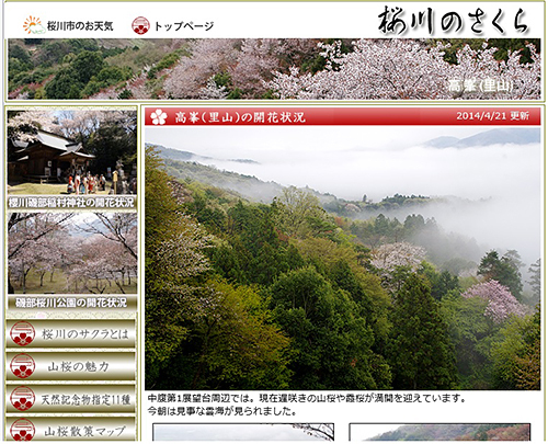 桜川のサクラのガイド終了!!…も“日本一大変な”開花情報は終わらず