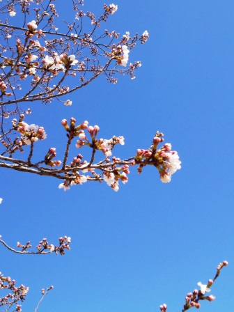 【2014年桜シリーズ】学園の杜公園の桜が咲いてきた！