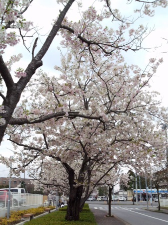 【2014年桜シリーズ】春日学園沿いの桜！