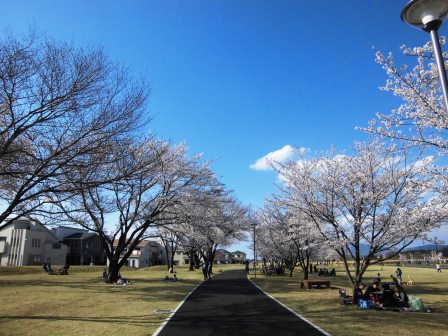 【2014年桜シリーズ】学園の杜公園で初めての花見！