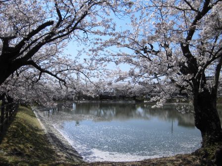 【2014年桜シリーズ】大池公園の桜と筑波山！