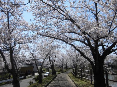 【2014年桜シリーズ】大池公園の桜と筑波山！