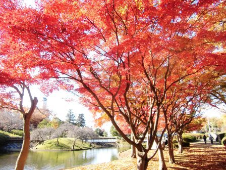 松見公園の紅葉がきれい！