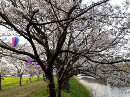 2016年春　福岡堰の桜！