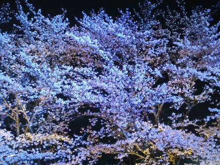 2017年春、ウシオライティングの桜ライトアップを見に行ってきた！