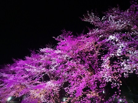 平成最後のウシオライティングの桜ライトアップがキレイ！