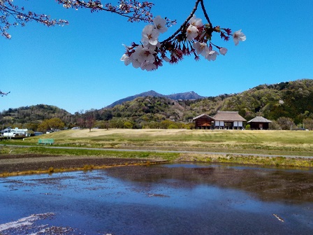 【2019年の桜】桜舞い散る北条大池に行ってきた！