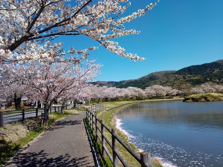 【2019年の桜】桜舞い散る北条大池に行ってきた！