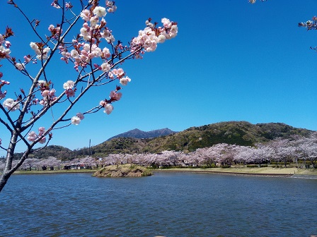 【2019年の桜】桜舞い散る北条大池に行ってきた！