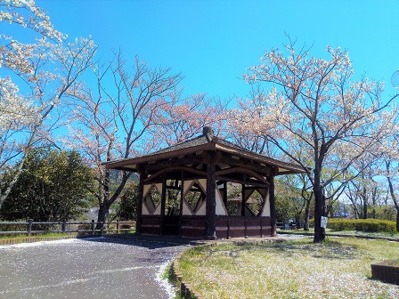 【2019年の桜】桜舞い散る北条大池に行ってきた！