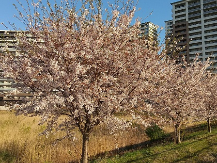 雨にも負けず風にも負けず研究学園の桜はまだ頑張って咲いています！