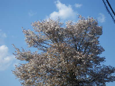 浅賀正治の彫刻と山桜