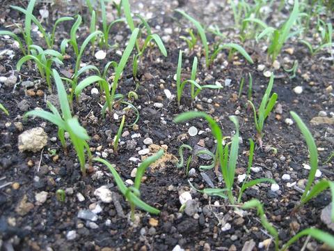 ほうれん草、発芽　【家庭菜園2010】