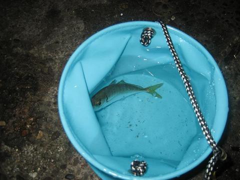 アジ釣り　【釣りバカ】