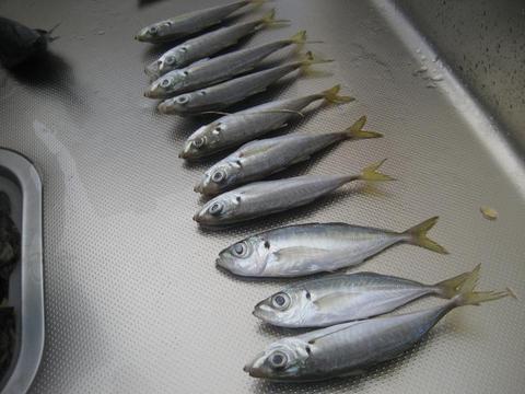 アジ釣り　【釣りバカ】