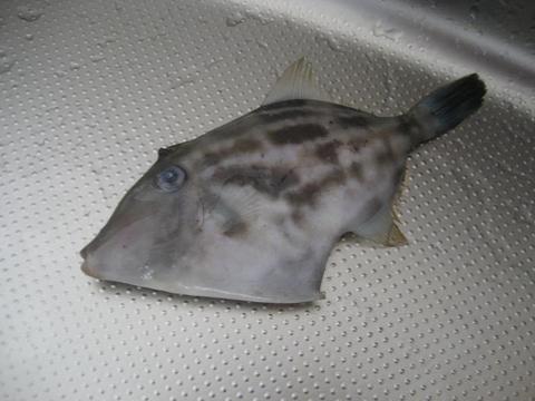 アジ釣り　【釣りバカ】