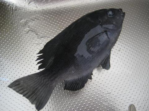 アジ釣り　【釣りバカ】