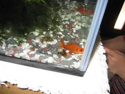 仲間が増えました
