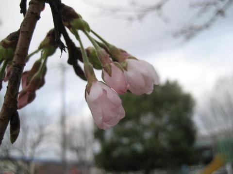 桜前線つくば　～開花～