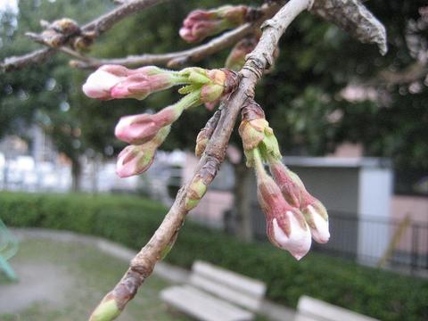桜前線つくば　～開花～