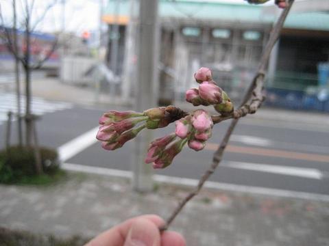 桜前線つくば　～開花～