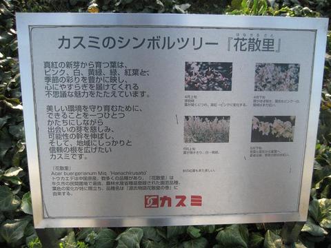 カスミのシンボルツリー　「花散里」