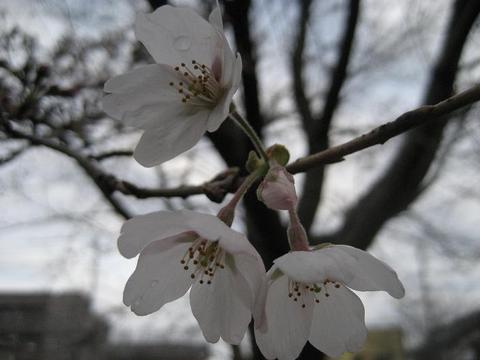 桜前線つくば　～開花進まず～