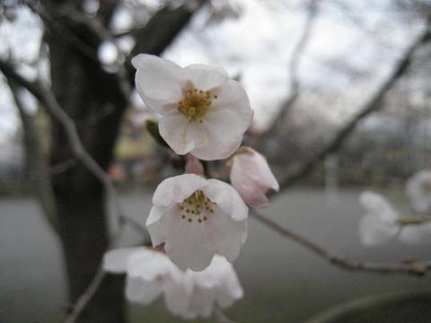 桜前線つくば　～開花進まず～