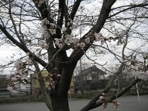 桜前線つくば　～開花進まず～