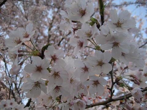 桜前線つくば　～満開～