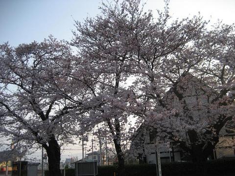 桜前線つくば　～満開～