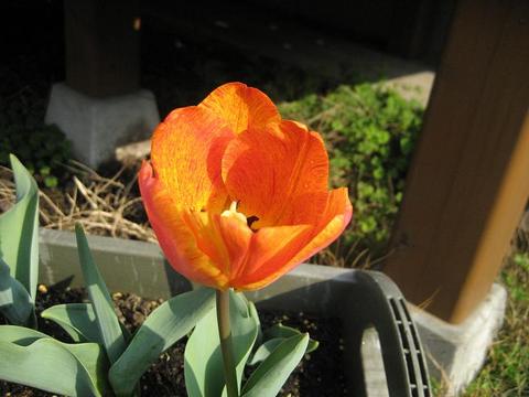 我が家のチューリップ畑　2009年4月8日