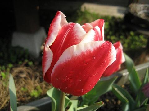 我が家のチューリップ畑　2009年4月8日