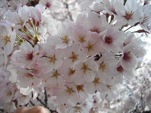 桜前線つくば　～最終回～