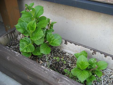 紫陽花　2009年4月19日