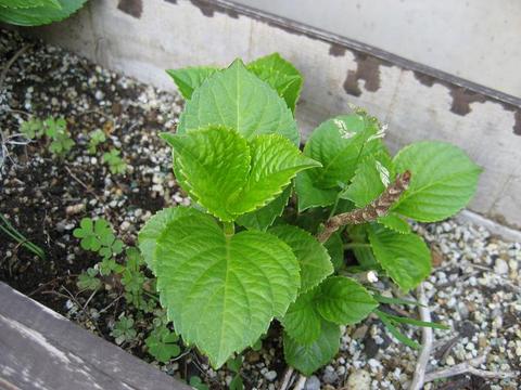 紫陽花　2009年4月19日