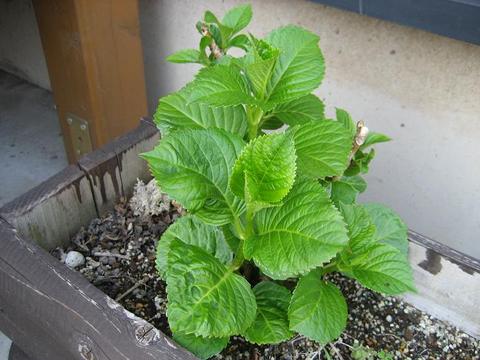 紫陽花　2009年4月19日