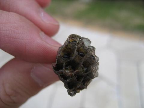 蜂の巣