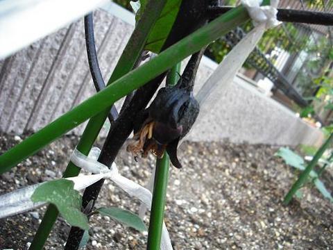 トマト、キュウリ、ナス、ピーマン　家庭菜園2009