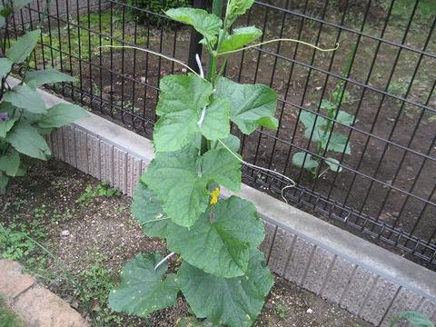 きゅうり成長中　■家庭菜園2009■