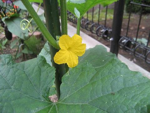 きゅうり成長中　■家庭菜園2009■