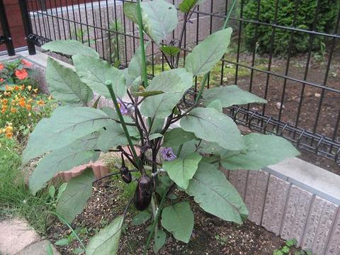 ナス収穫　■家庭菜園2009■