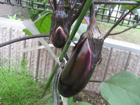 ナス収穫　■家庭菜園2009■