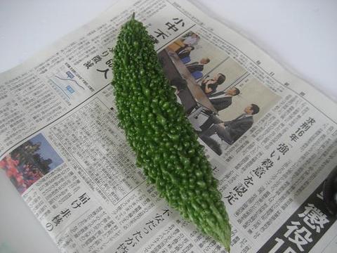 本日の収穫　ゴーヤ＆ナス＆トマト　家庭菜園2009＠つくば