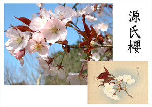 「桜川のサクラ」天然記念物指定11種その６
