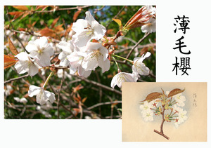 「桜川のサクラ」天然記念物指定11種その３