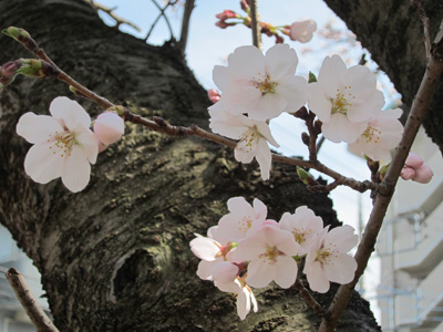 吾妻中から追越宿舎東 道路沿いの桜＠＠さん